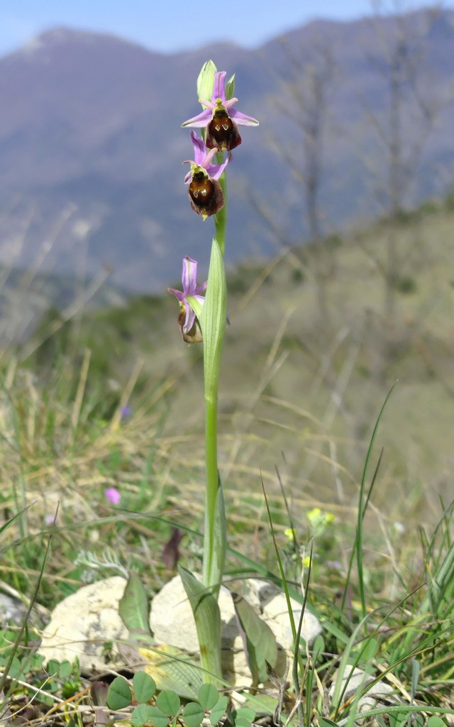 Ophrys crabronifera nellAbruzzo aquilano - aprile  2022.